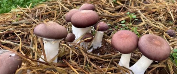 抖圈-为du而生官网入口